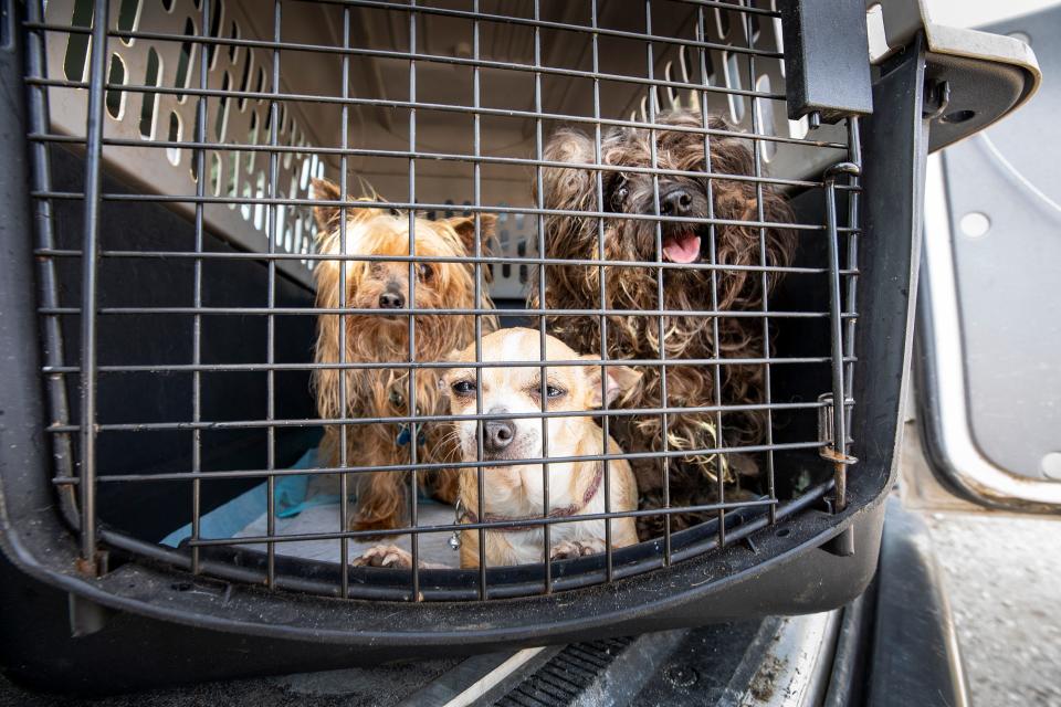 Some recent arrivals at Crossed Paws Pet Rescue in Winter Haven.  
ERNST PETERS/ THE LEDGER