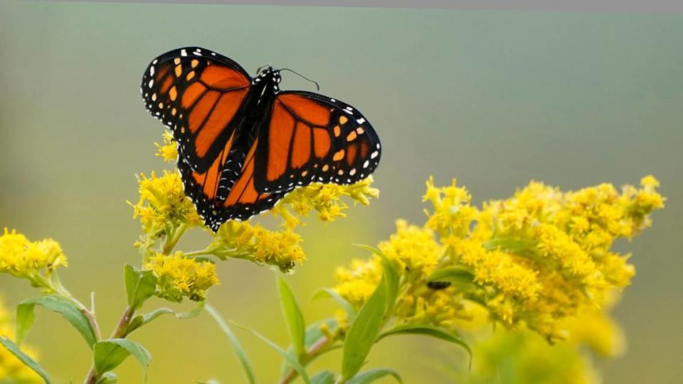 A Monarch butterfly pauses in a field of Goldenrod at the Flight 93 National Memorial in Shanksville, Pennsylvania, Friday, Sept. 11, 2020.