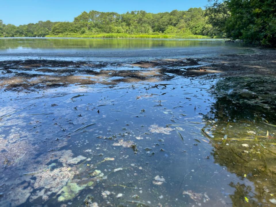 West Reservoir in Harwich suffered one of the worst cyanobacteria blooms on Cape Cod in the summer of 2021.