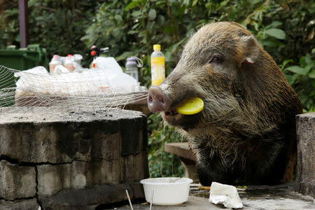 A wild boar holds a plastic lid in its mouth as it eats leftovers from a barbecue pit at the Aberdeen Country Park in Hong Kong, China January 27, 2019. REUTERS/Jayson Albano