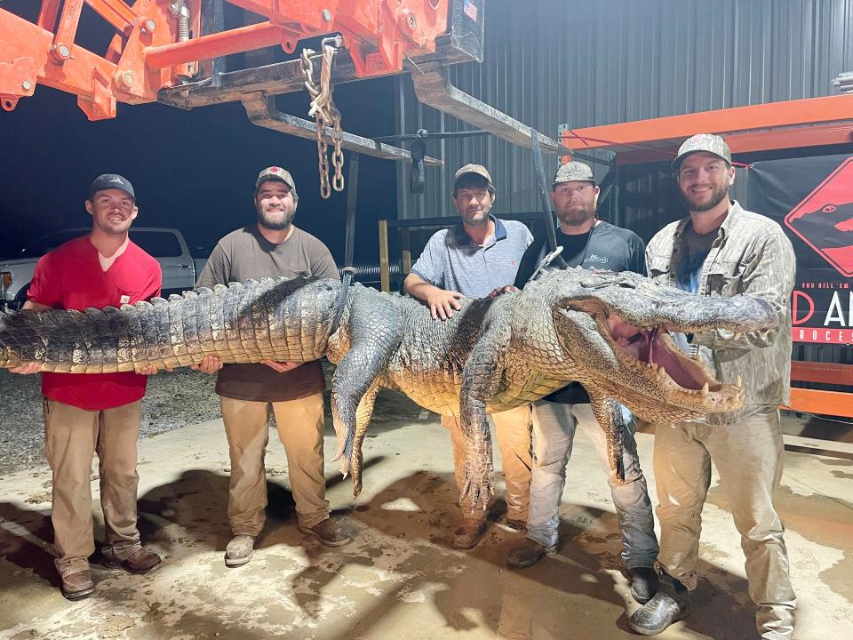 (From left) Eli Frierson of Starkville, Adam Steen of Ethel, Bubba Steen of Ethel, Kent Britton of Poplar Creek, and Ty Powell of Columbia are photographed with a 787-pound alligator they caught in the Yazoo River on Aug. 29, 2021.