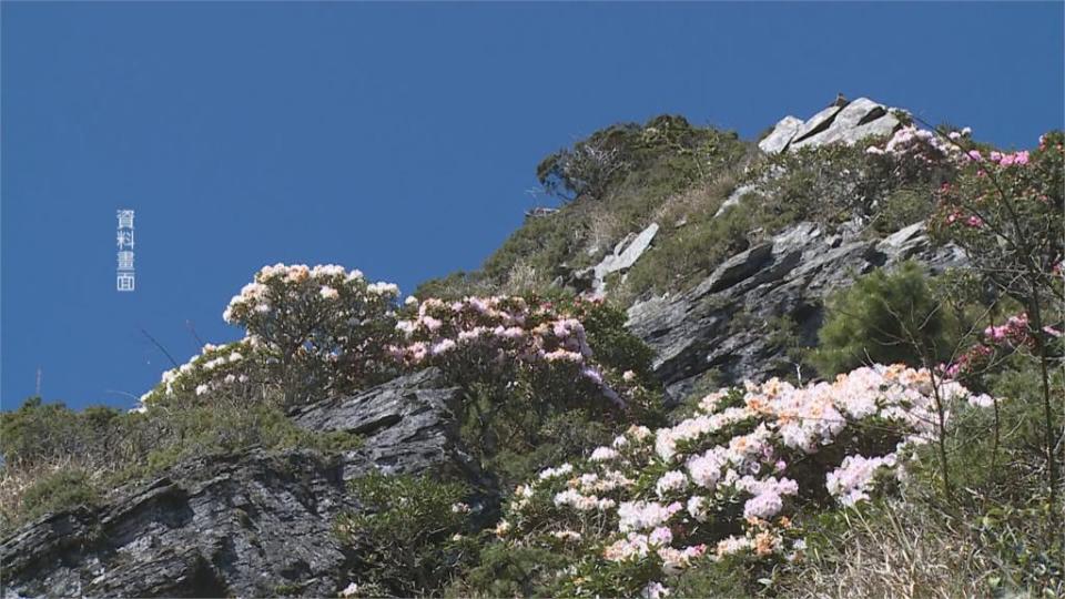 合歡山違規紮營、遭目擊焚燒高山杜鵑　遊客否認「砍下高山杜鵑」生火