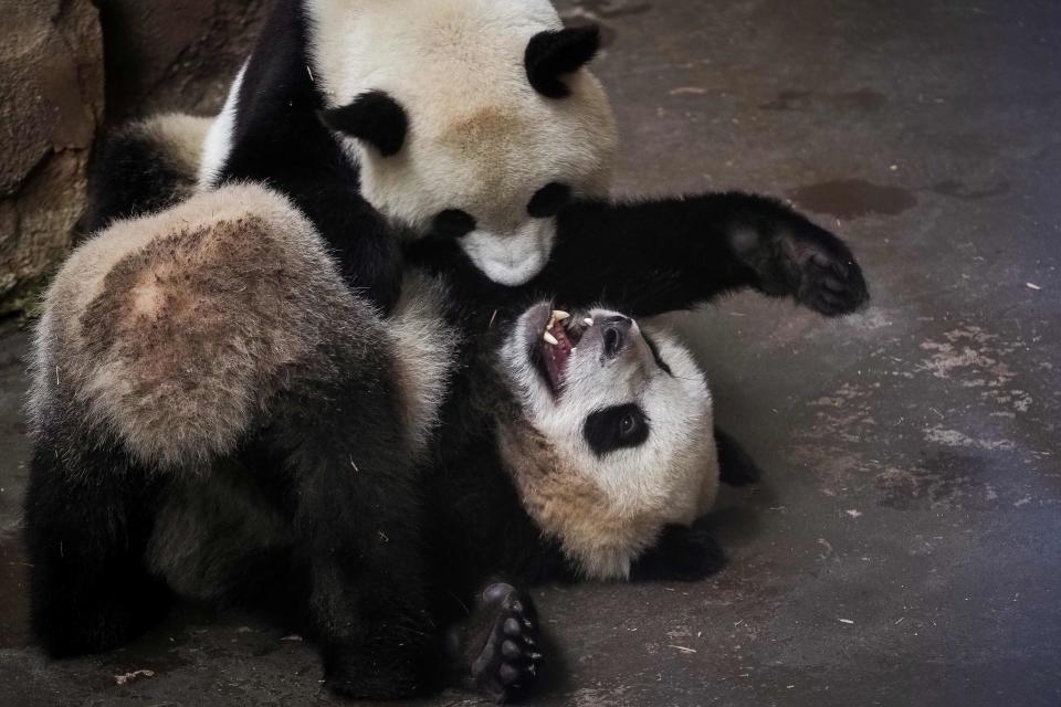 TOPSHOT – Panda cub Yuan Meng (Bottom) play with its mother Huan Huan in their enclosure at the Zoo de Beauval in Saint-Aignan-sur-Cher, central France on August 26, 2019. (Photo by GUILLAUME SOUVANT / AFP)GUILLAUME SOUVANT/AFP/Getty Images