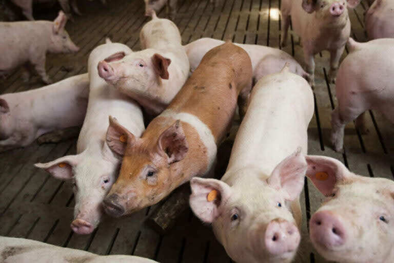 Top 20 Countries with the Highest Pork Consumption