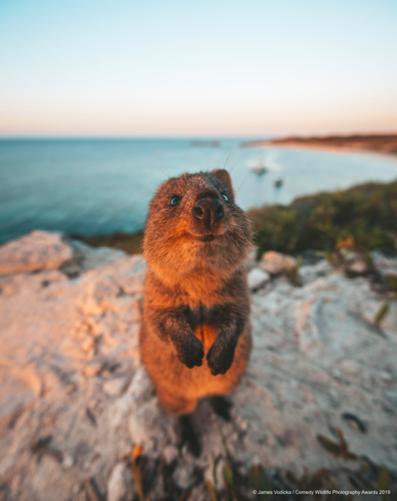 Inquisitive and cheerful - everything we like about the animal kingdom (James Vodicka/Comedy Wildlife Photo Awards 2019)