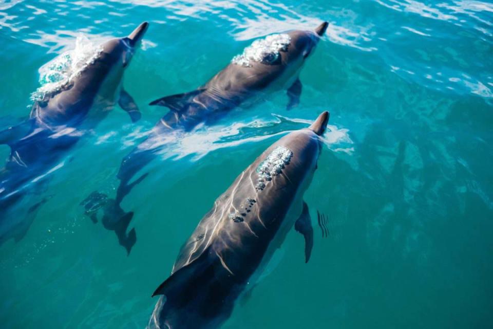 delfines en océanos 