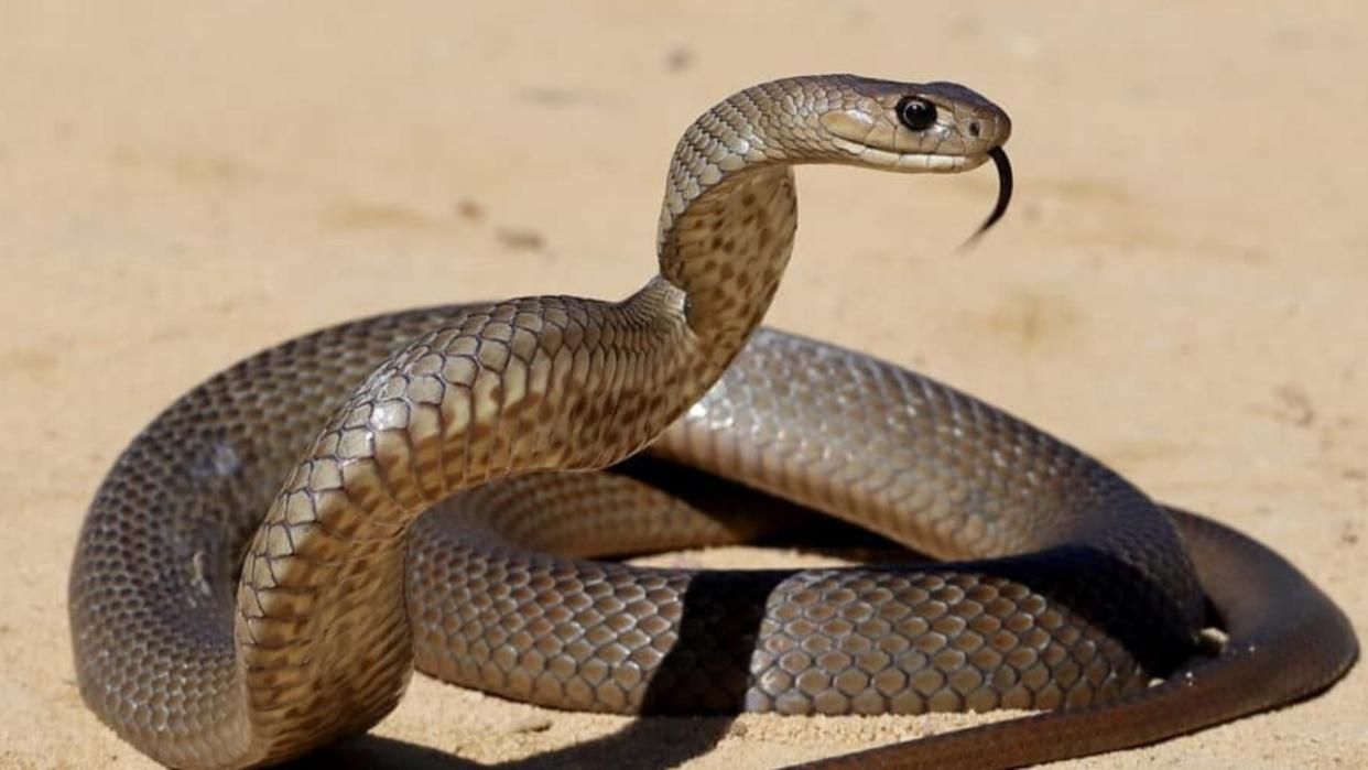 A man has died after an extremely venomous snake bite. Picture: Supplied