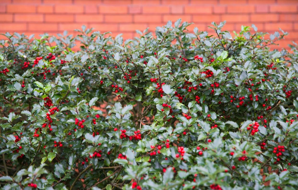 Closeup of holly bush with red berries.