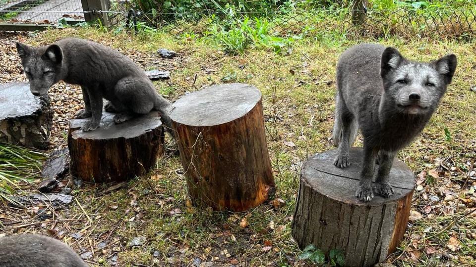 Two Arctic fox cubs perch on logs in their enclosure at Wildwood near Herne