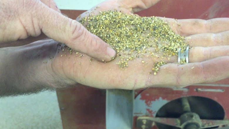 Manitoba farmers cash in as quinoa craze heats up