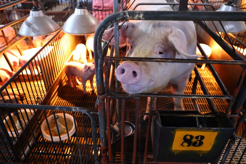 Pigs are seen on a pig farm in Pingtung