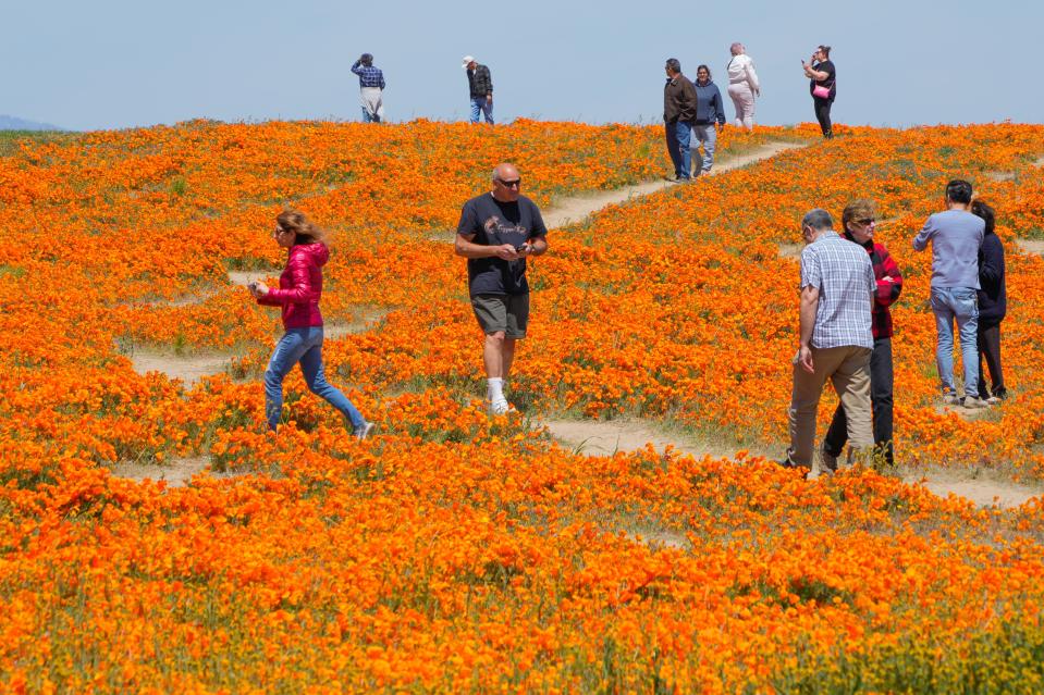 Visitors walk along paths in a poppy field near Lancaster, Calif. The record rainfall in California has resulted in a super bloom: acres of fields with blooming flowers. Thousands of people daily make the trek to north east Los Angeles County where poppies have bloomed and colored fields and hillsides bright orange. 