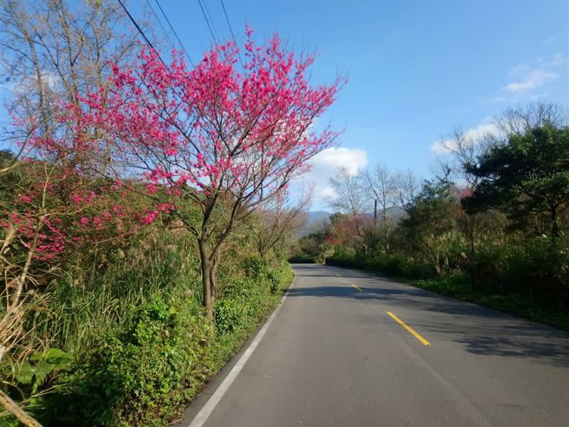 三芝區青山路櫻花盛開。（圖／新北市政府動物保護防疫處提供）