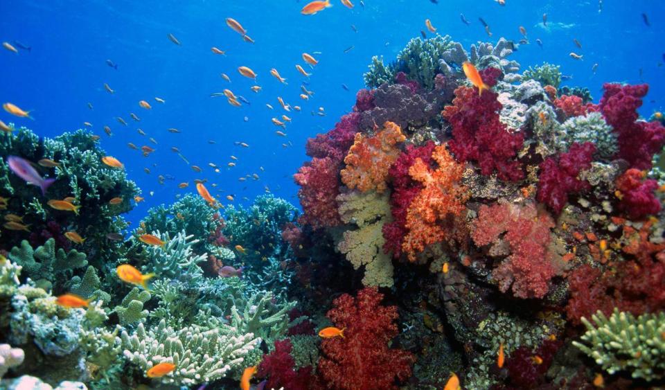 Diving is popular in Fiji due to its beautiful soft coral reefs (Getty Images/iStockphoto)