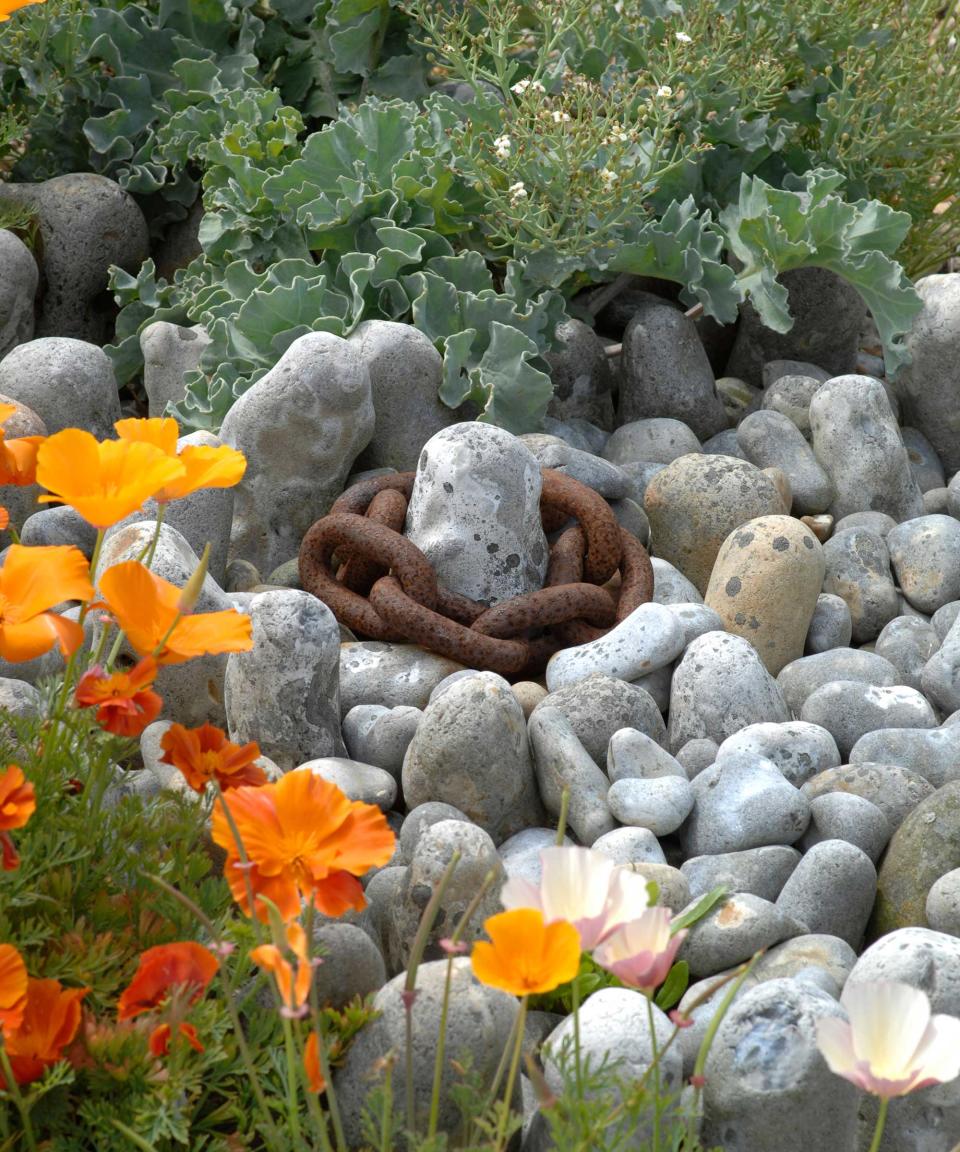 6. Combine with colorful flowers in a rock garden