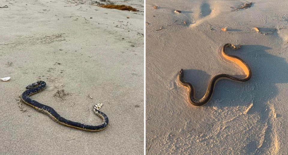 Yellow-bellied sea snakes on NSW beaches.