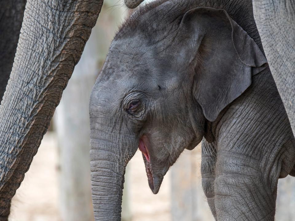 Baby elephant