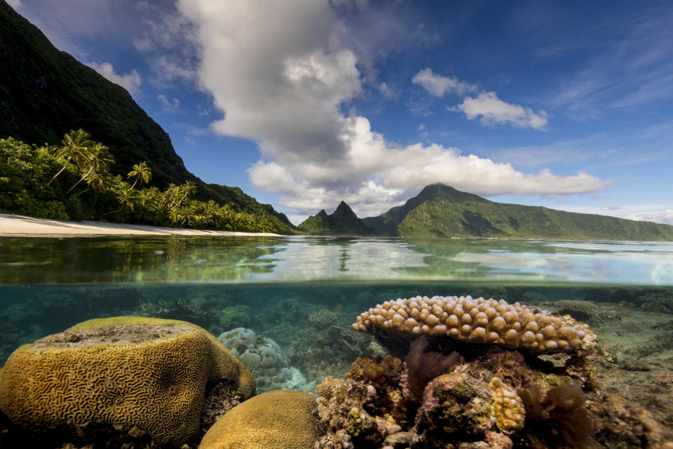 Underwater view of sea plant life. The top half of the picture shows off the mountains and clouds above.