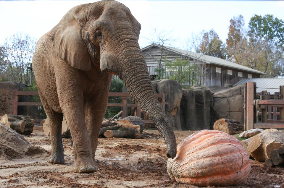 Zoo Knoxville elephant Tonka receives a giant 1,350-pound pumpkin donated by Bruce Terry in 2017.