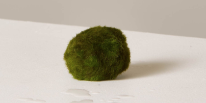 These $5 Marimo Moss Balls Are the Cutest Houseplant You Can't