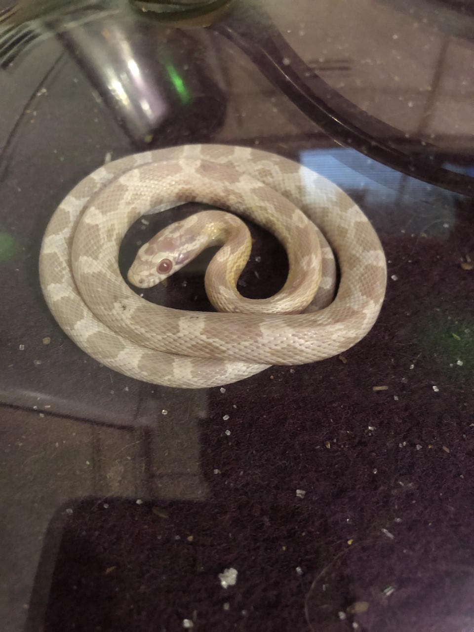 Barry Downes trapped the snake under a saucepan lid (Picture: RSPCA)