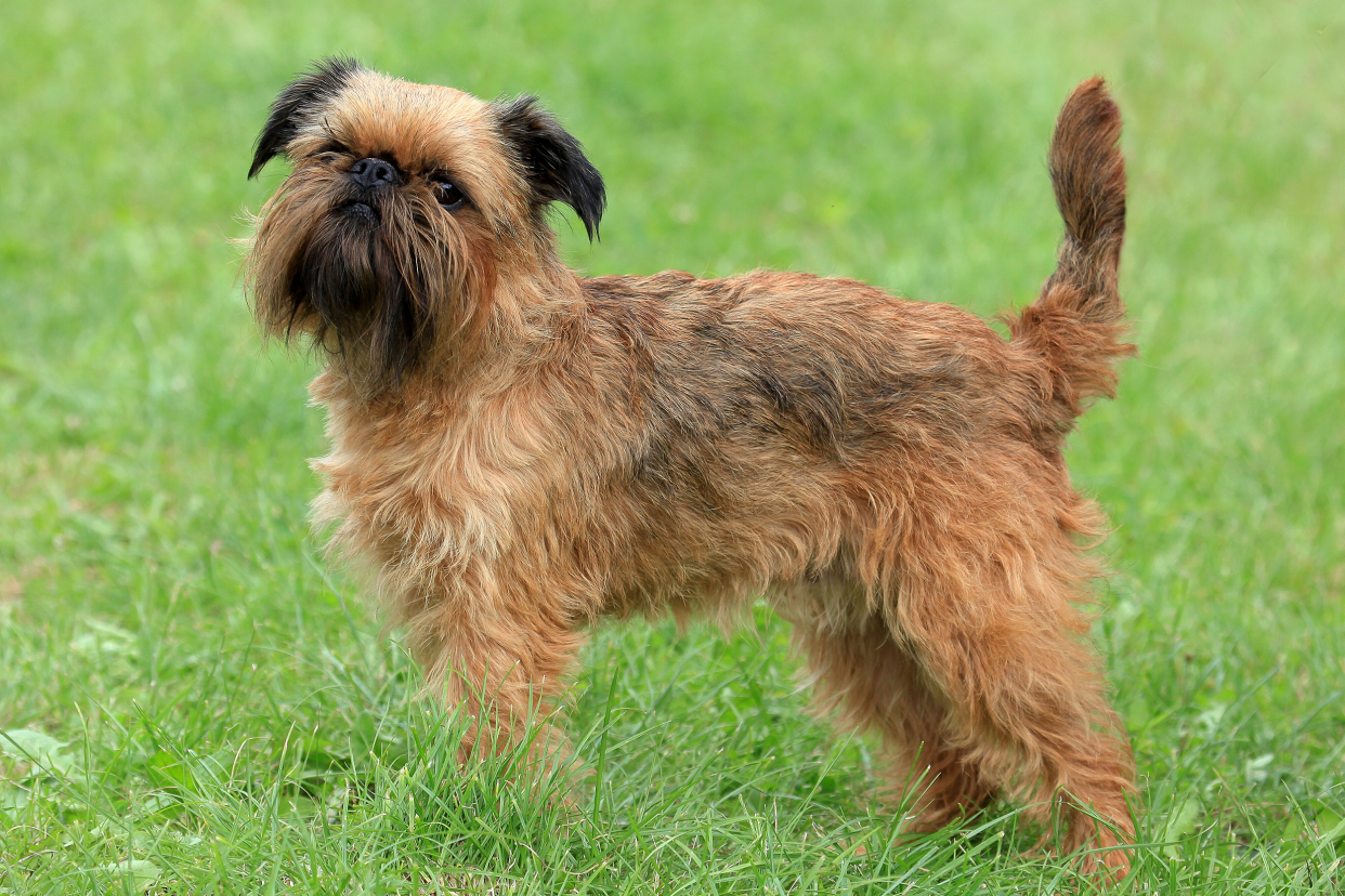 A brown Brussels Griffon dog standing in the grass with a blurred background