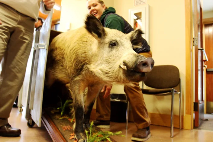 A stuffed boar is put away following a media day about feral hogs at Johnson's Shut-Ins State Park April 8, 2022.