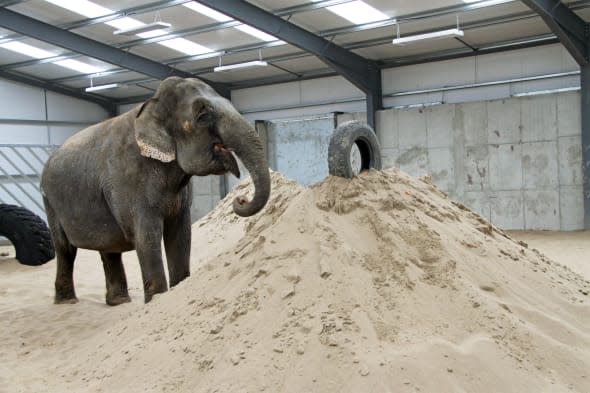 New home for saved circus elephant