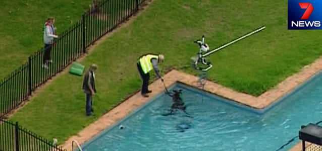 A stranded kangaroo has been rescued from a backyard pool at Healesville. Photo: 7News