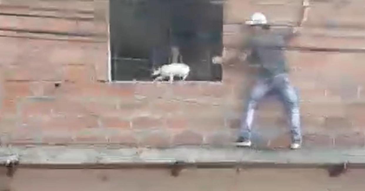 Hombre arriesgó la vida y se quemó las manos por salvar a unos gatos de un incendio. Foto: Captura de video TikTok vía @lulo43755