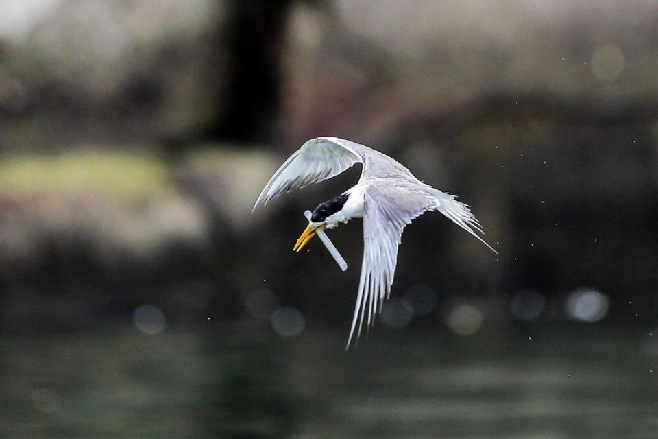 影片關注「鳥嘴卡塑膠垃圾」的燕鷗「小管」，希望觀眾認知生態保育的重要。（采昌提供，本圖由陳信樺攝影）