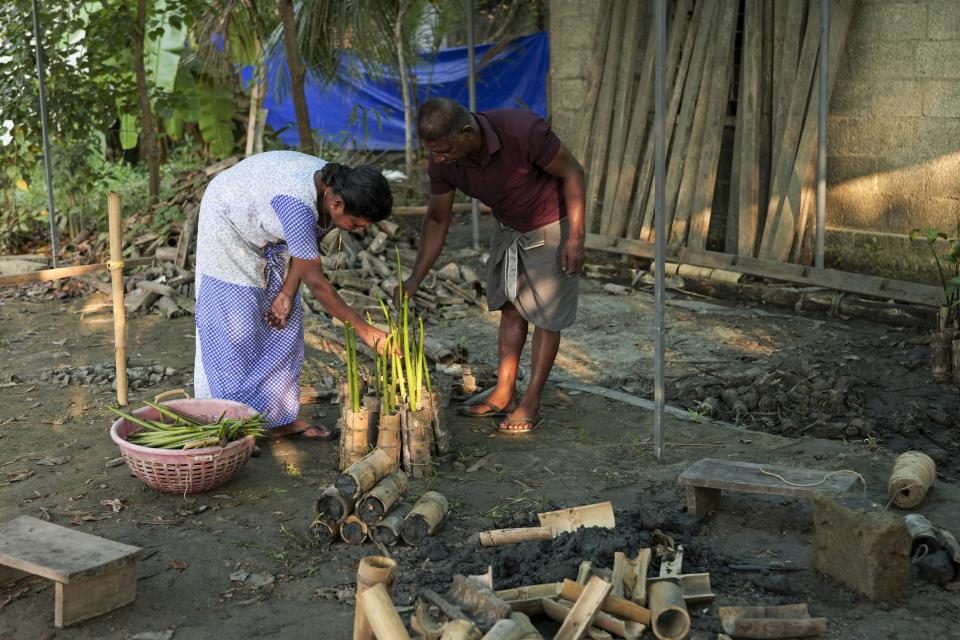 T. P. Murukesan and wife Geetha Murukesan plant mangrove saplings in between bamboo pieces at their home nursery on Vypin Island in Kochi, Kerala state, India, on March 4, 2023. Known locally as Mangrove Man, Murukesan has turned to planting the trees along the shores to counter the impacts of rising waters on his home. (AP Photo/Shawn Sebastian)