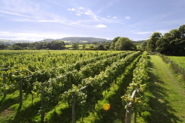 English vinyard at Big boom in British vineyards thanks to niche drinks demand