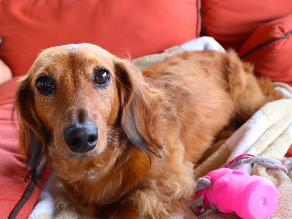 dog long-haired Miniature dachshund