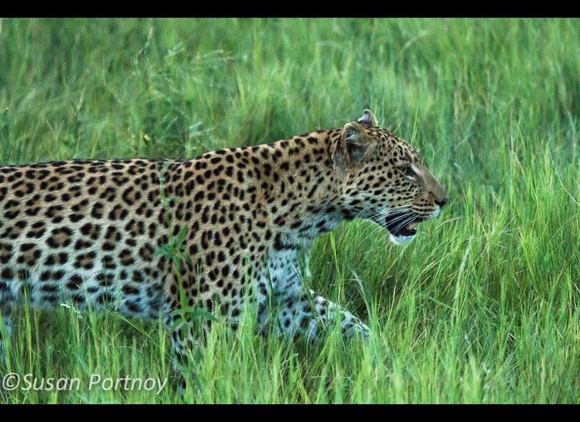 A gorgeous male leopard silently navigates the grass after sunset. Two minutes later it was too dark to see, and he was gone.     © Susan Portnoy   Vurumba Plains, Botswana