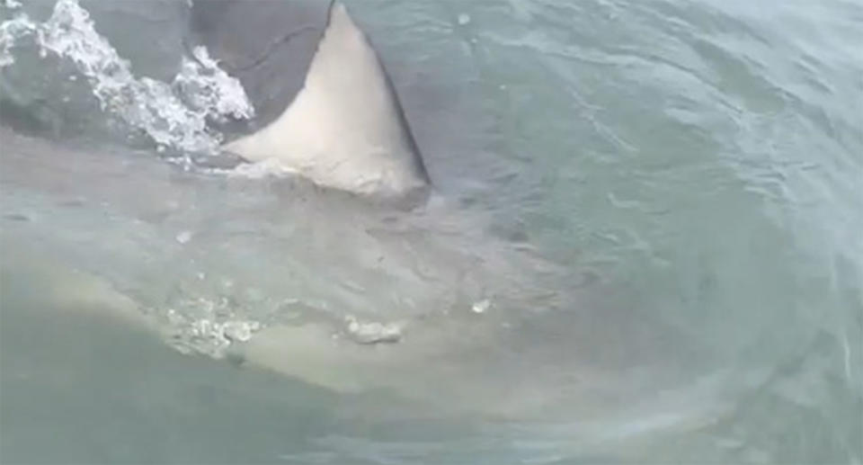 Two bull sharks swim along the surface of the water with a large fin visible above the surface.