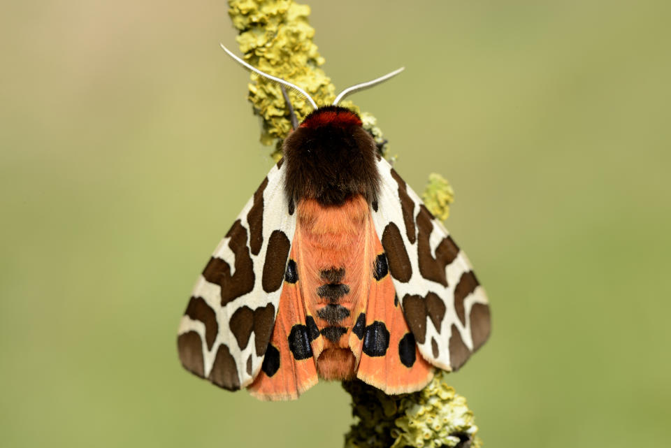 Garden tiger moth, Arctia caja