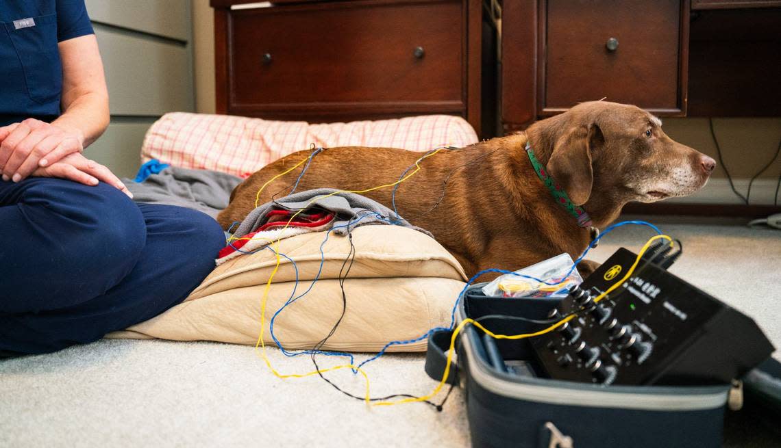 Dr. Meredith Binder performs electroacupuncture on Mocha. The Labrador Retriever has been experiencing some issues with her spine, which has caused weakness and coordination problems with her hind legs.