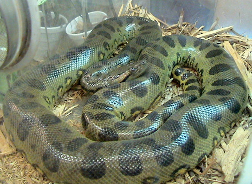 This image shows a green anaconda, the largest snake in the world. Females can grow up to 25 feet in the wild, according to the United States Geological Survey.