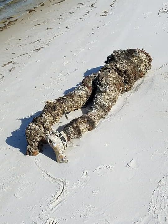 A Dead 'Body'