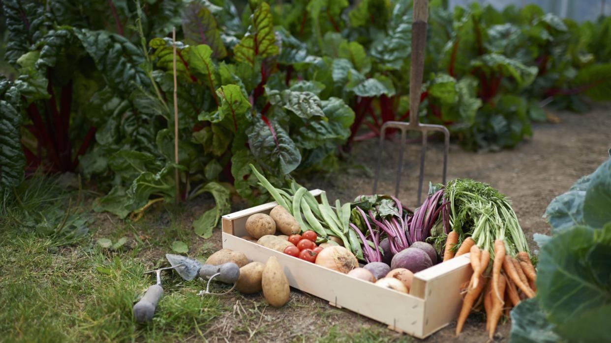  A harvest of vegetables from a backyard vegetable garden 