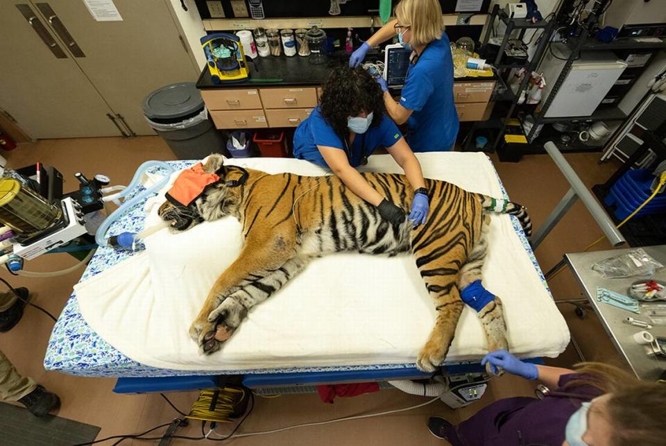 Berani, un tigre de Sumatra de más de 15 años del Zoo Miami, está gravemente enfermo y se le está sometiendo a numerosas pruebas por diversos problemas de salud.