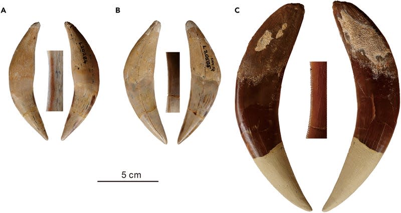 The saber teeth of (left to right) D. werdelini, L. chinsamyae, and A. kabir.