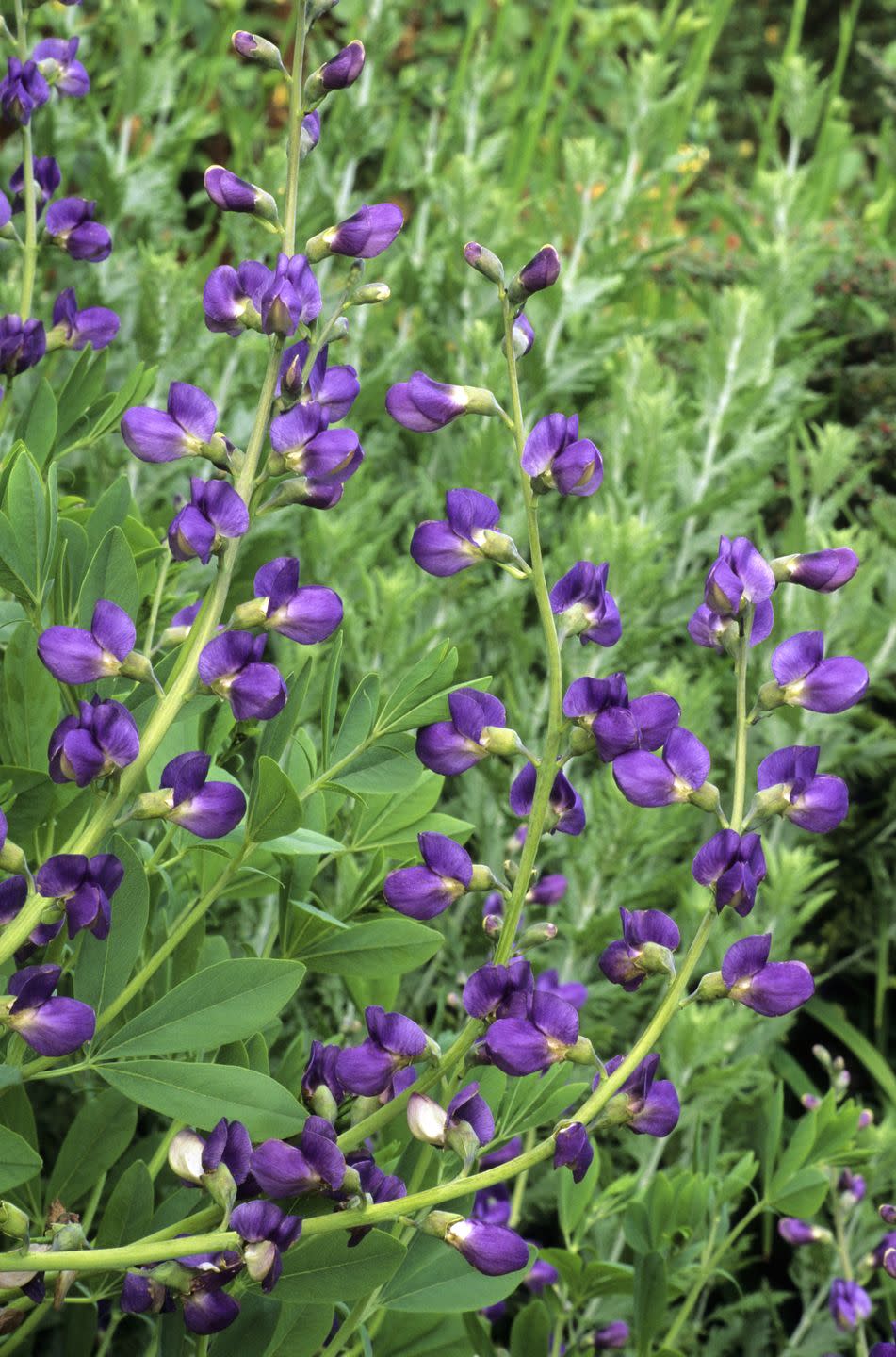 Baptisia australis, False Indigo, violet flowers