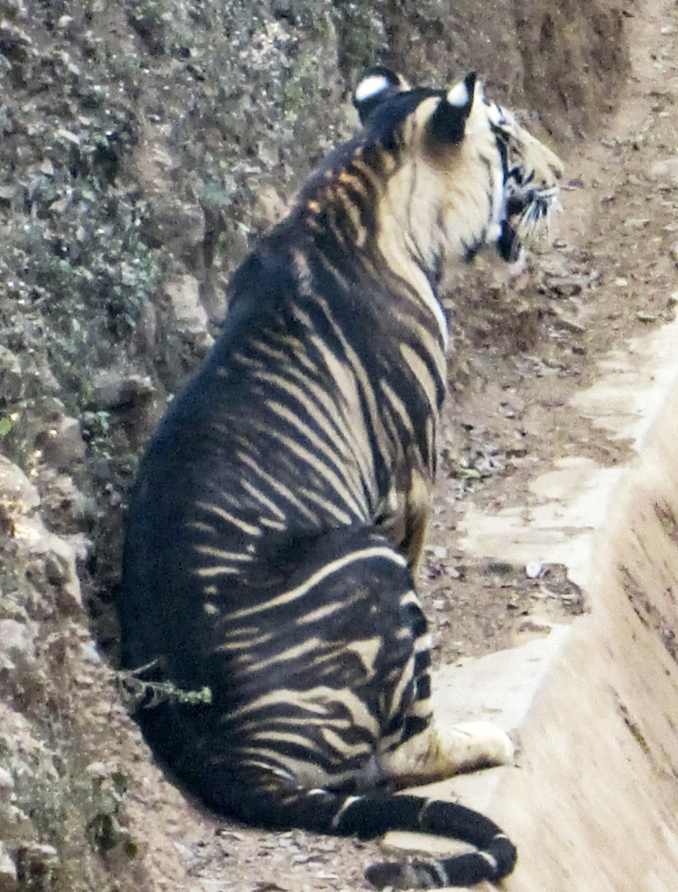 There are only six melanistic tigers known to exist in the wild (Caters)