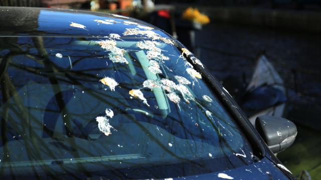 How to remove bird poop stains from car without ruining your car's paint