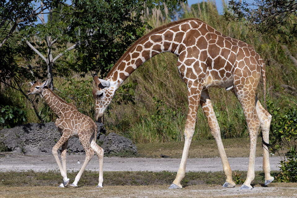 In this photo provided by Zoo Miami, an unnamed male calf, born on Friday, April 2, 2021, walks with his mother at the zoo on Monday, April 5, 2021, in Miami. (Ron Magill/ZooMiami via AP)