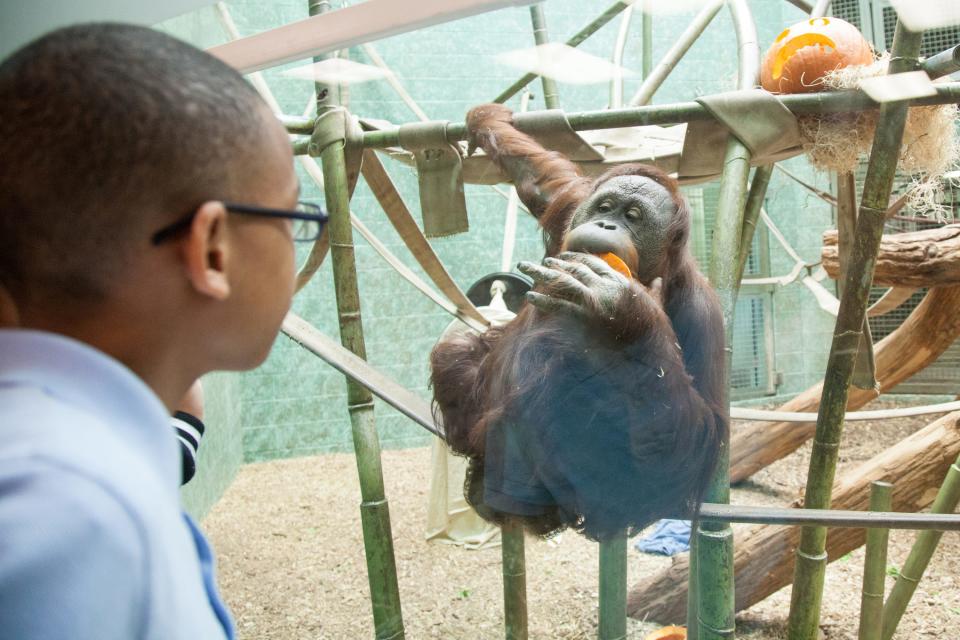 Amber, a 35-year-old orangutan, moved to the Louisville Zoo in 1996, according to the zoo's website.