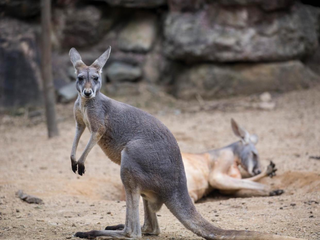 Kangaroos: Getty