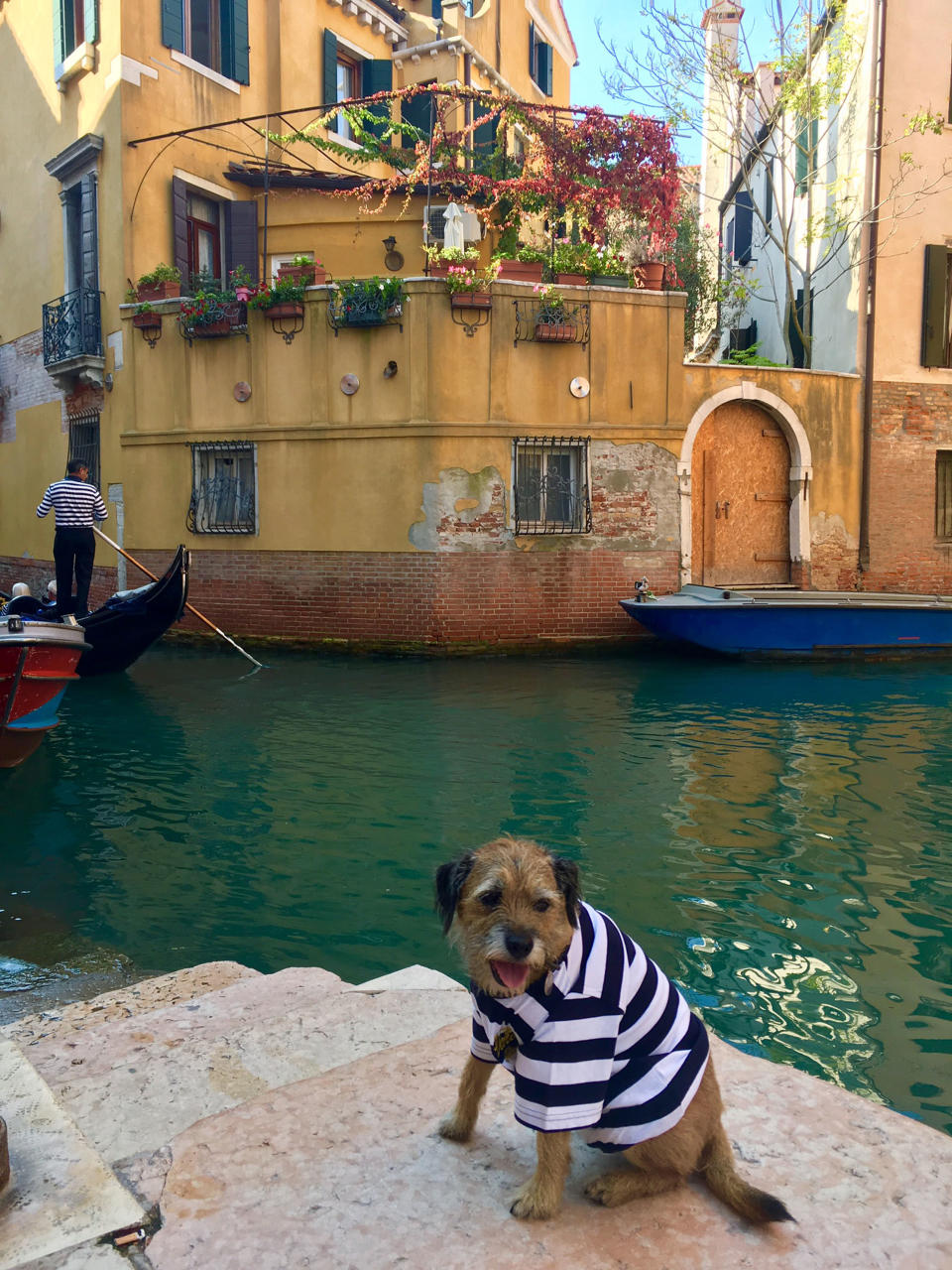 Pete the border terrier in Venice, Italy. (Photo: Caters News)